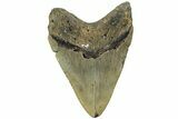 Fossil Megalodon Tooth - North Carolina #226502-2